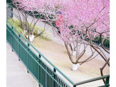 -重庆彩云湖湿地公园