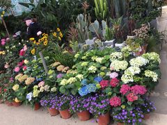 -三圣花乡旅游区