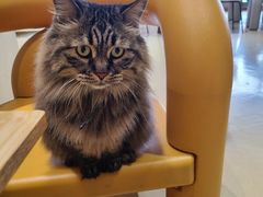 -藏猫猫咖啡主题馆(中央大道店)