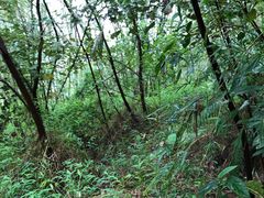 -羚羊峡古栈道森林公园