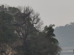 -新建村梅花