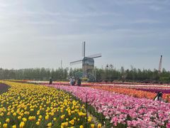 -荷兰花海
