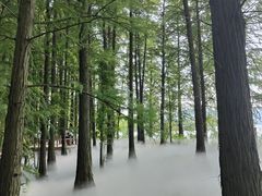 -东湖落雁景区