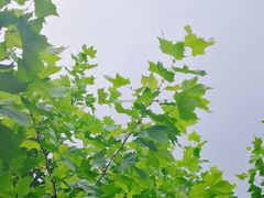 -四川省成都市彭州市白鹿镇
