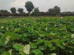 -武汉紫薇都市田园