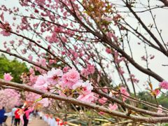 -观澜湖生态运动公社