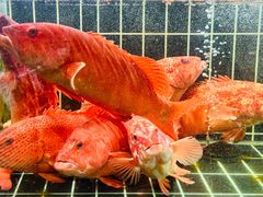 -津门小红坊海鲜·海胆水饺·夜宵(河西店)