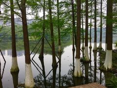-重庆彩云湖湿地公园