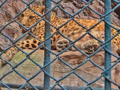 -大连森林动物园