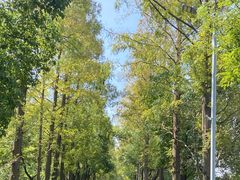 -上海长兴岛郊野公园