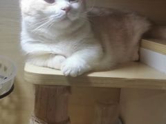 -猫宠乐园·专业洗护