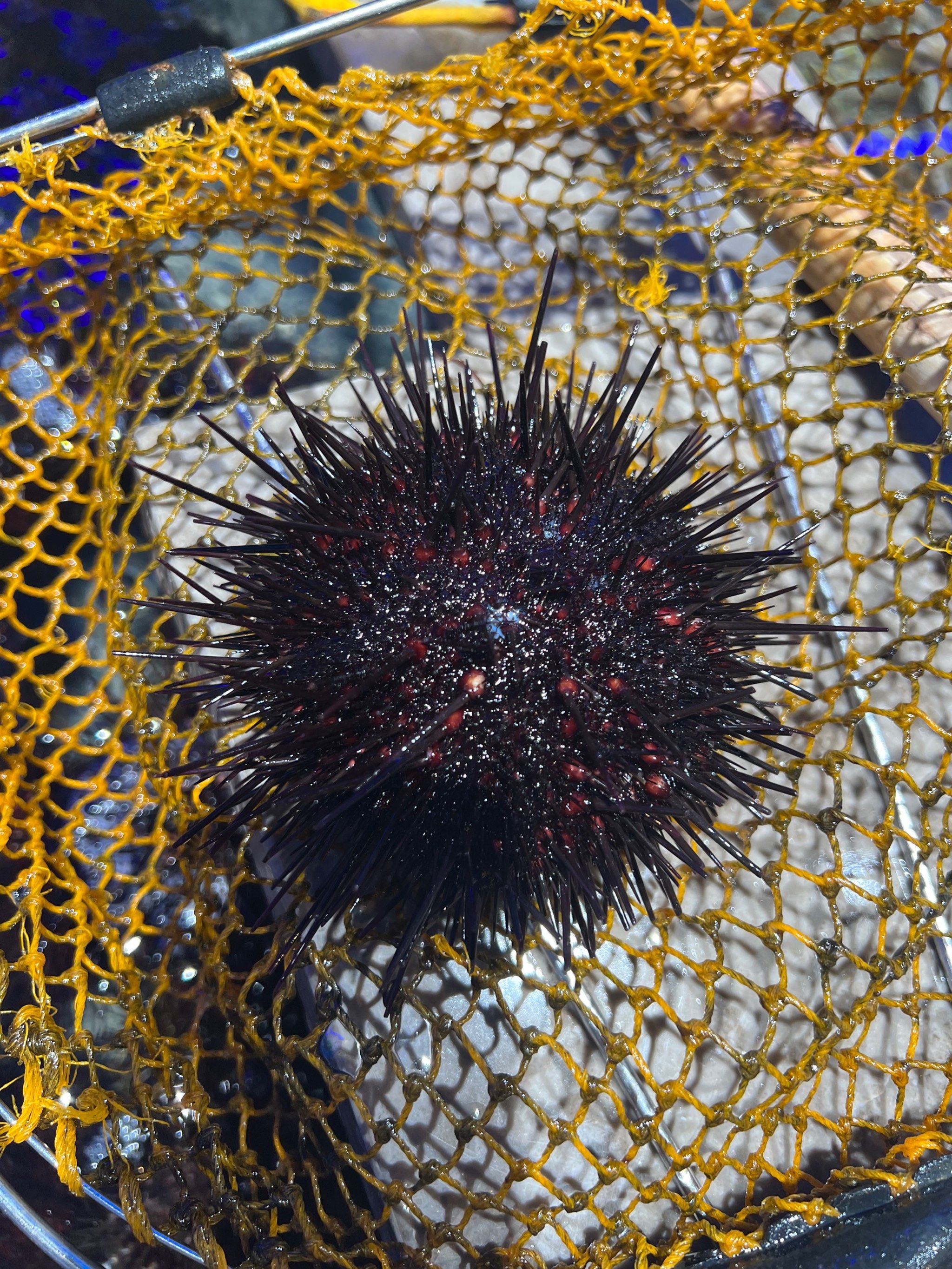 小平岛的海胆,简直就是海洋界的vip!它