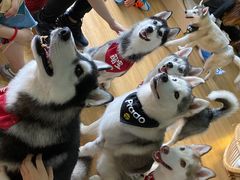 -Husky Go! 哈士奇体验馆·宠物咖啡厅狗咖