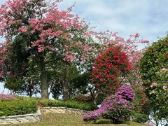 -东莞植物园