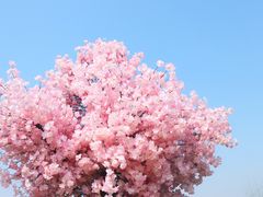 -杭州湾海上花田景区