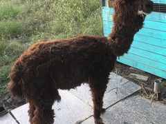 -美家乐农庄·露营·团建(大治路店)