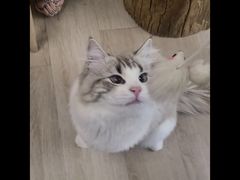 -柴迷FANS CLUB·柴犬狗咖·猫咖