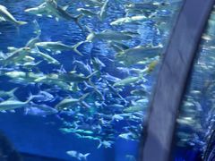 -海合安武汉极地海洋公园