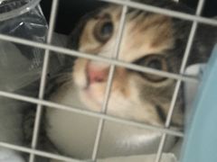 -瑞派福兴宠物医院犬猫全科·骨科·中西医结合(河东店)