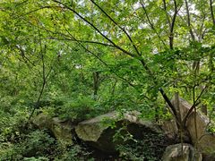 -大岭沟猕猴桃谷风景区