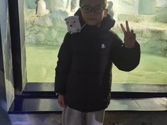 -帝企鹅自助餐厅•儿童岛•真企鹅(长隆企鹅酒店)