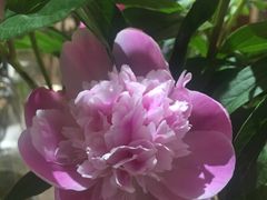 -卓花境Flowerwonderland花店