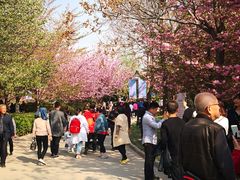 -西安青龙寺遗址景区