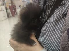 -美联众合动物医院·24h京西诊疗中心