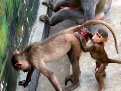 iphone_upload_pic-西安秦岭野生动物园