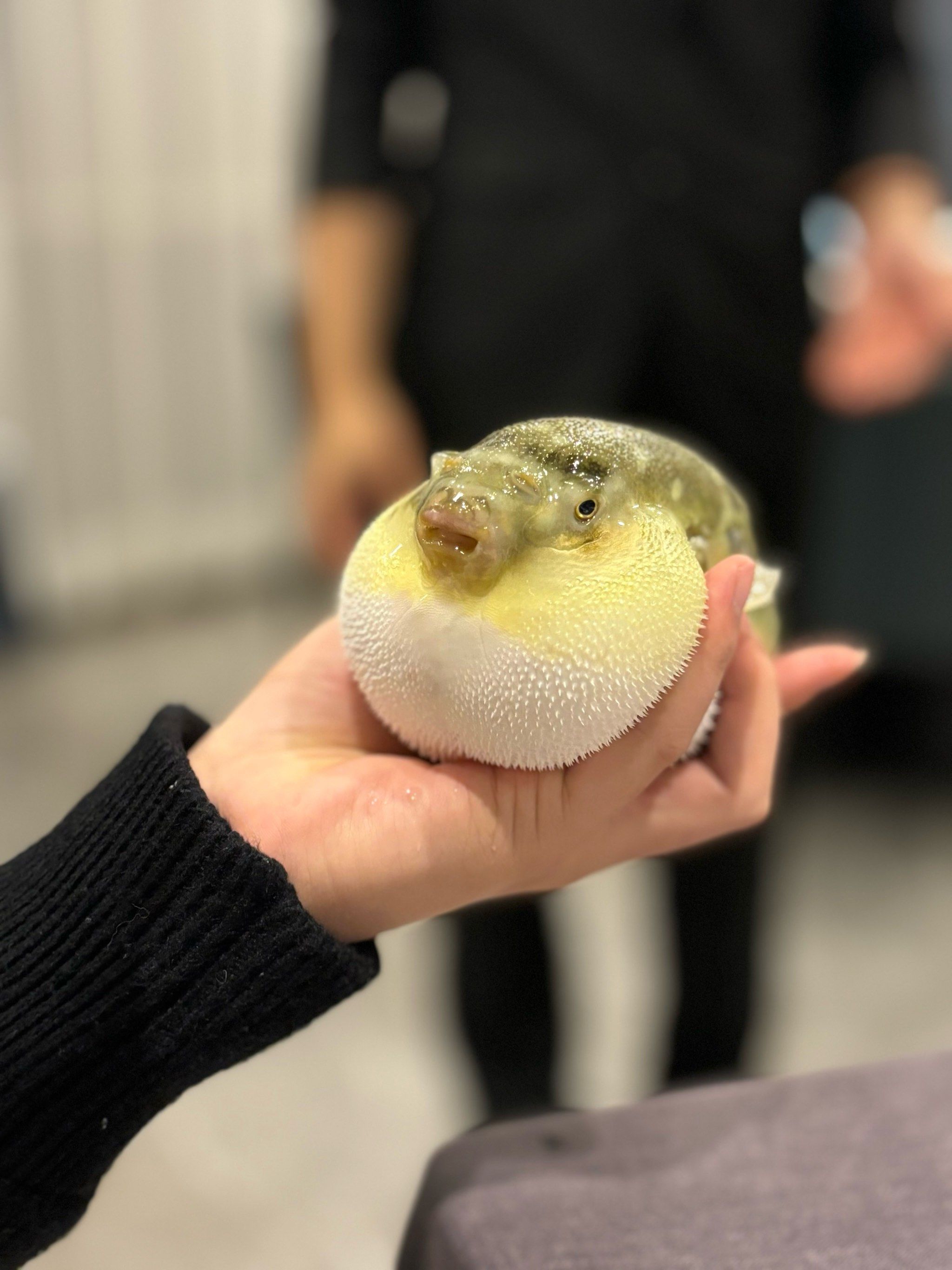 河豚可爱又美味!