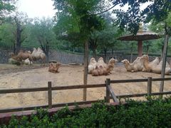 -石家庄市动物园