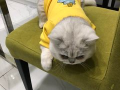 -艾吉宠物医院·疑难杂症转诊中心·猫友好(碧江路院)
