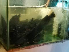 清江鱼-湄公河秘制烤鱼(西双十贰城商业中心店)