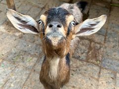 -北京鹿世界主题园