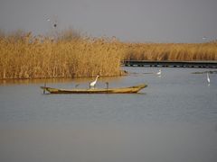 -盐城丹顶鹤湿地生态旅游区