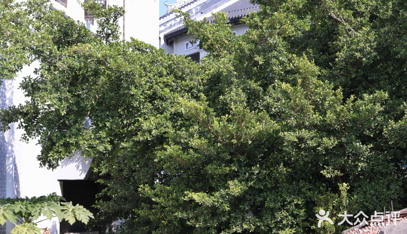 库存咖☕️和16岁“苏菲”，晒太阳、叹咖啡、聊人生