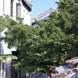 库存咖☕️和16岁“苏菲”，晒太阳、叹咖啡、聊人生