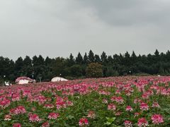 -荷兰花海