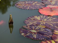 -国家植物园南园