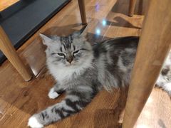 -绒爪撸猫下午茶·猫咖