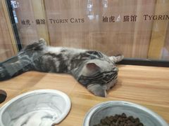 -袖虎·猫馆(体育西路店)