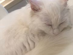 -飞行喵MR PILOT|猫舍·猫咖(静安大融城店)