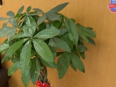 -雅悦齿科(顾村公园店)