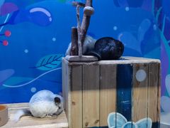 -海合安青岛极地海洋公园