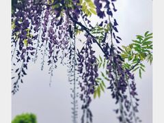 -嘉定紫藤园