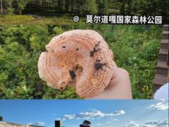 -莫尔道嘎国家森林公园