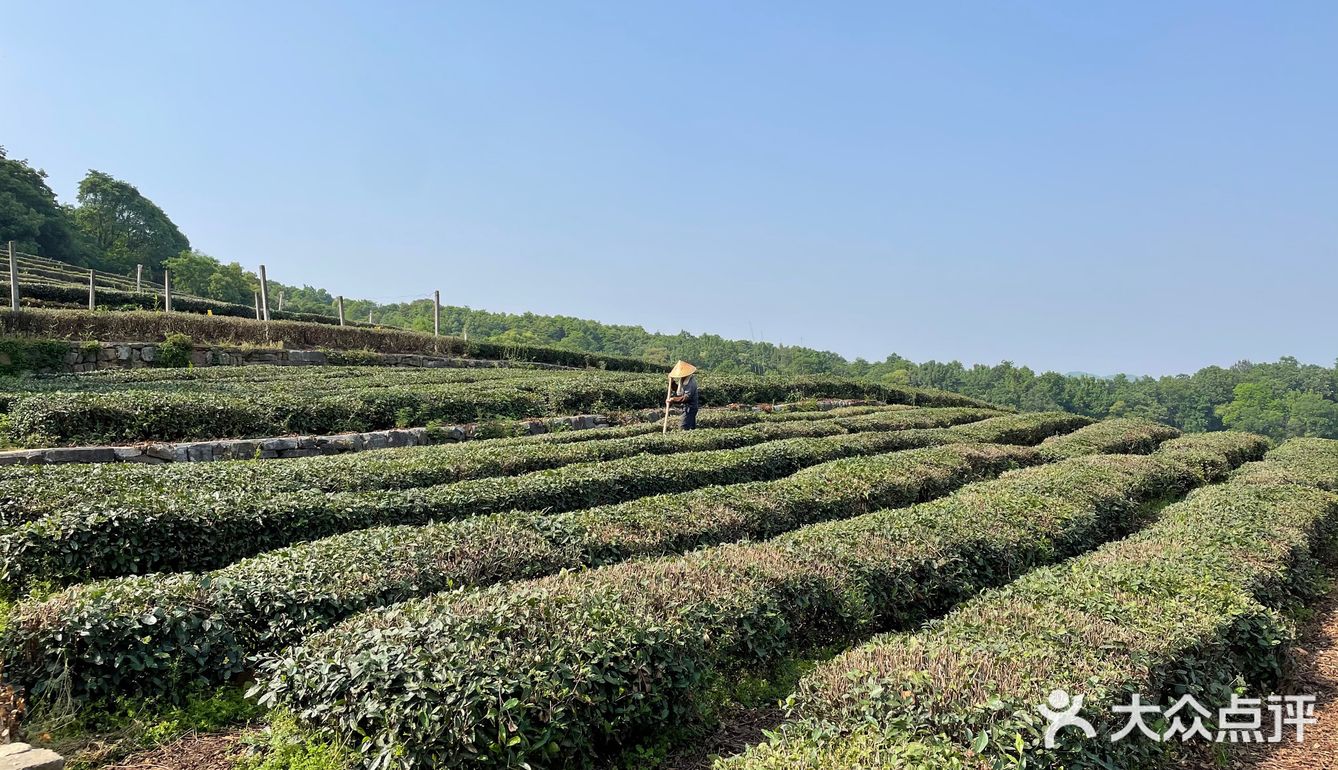 龙井茶园太好拍了