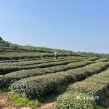 龙井茶园太好拍了