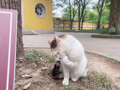 -西园戒幢律寺
