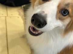 -有喵·猫咖·狗咖·30几只猫10只小狗(岗厦店)